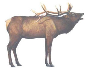 Elk Anatomy | ZMA Productions