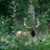 Elk Scouting Trip